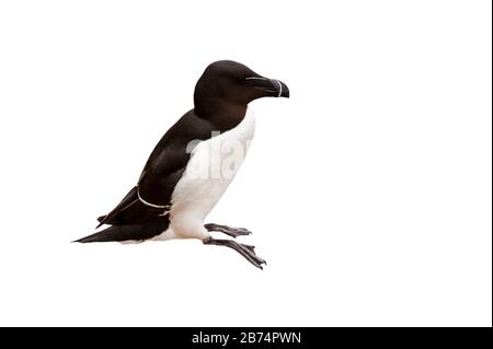 Razorbill/Lunterer Auk (Alca torda) vor weißem Hintergrund Stockfoto