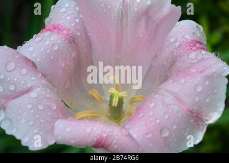 Eine Nahaufnahme einer Lilium 'Stargazer'-Lilie, die eine Lilie der orientalischen Sorte ist, die manchmal fälschlicherweise als Rüschenlilie bezeichnet wird. Giftig Stockfoto