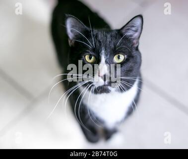 Eine schwarze und weiße Tuxedo-Hauskurzhakenkatze mit langen Whiskern, die auf die Kamera blicken Stockfoto