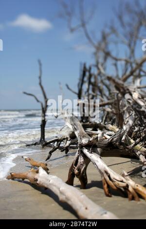 Wellen schlagen in Tote, Driftwood Bäume an EINEM South Carolina Beach Stockfoto