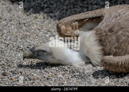 In dem Kies liegender, in großer Hitze stehender Rinngeier Stockfoto