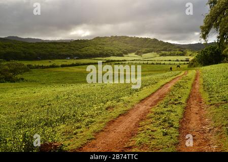 Straße und Weg in grasgrüne und üppige Felder, Paddocks und Pferdeweide, Berge, auf der 900 Hektar großen Gunstock Ranch, Oahu Island, Laie, Hawaii, USA Stockfoto