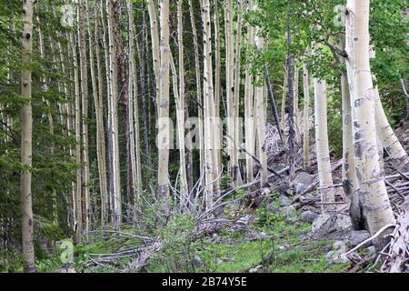 Ein Espenbaum in einem Wald. Hochwertige Fotos Stockfoto