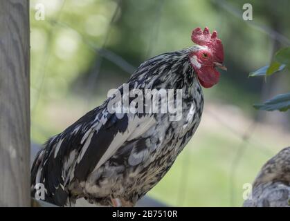 Nahaufnahme einer Henne auf dem Huhn coop Stockfoto