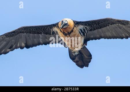 Bärtiger Geier (Gypaetus barbatus), Erwachsener im Flug von unten gesehen, Trentino-Alto Adige, Italien Stockfoto