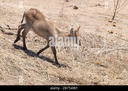 Wasserbuck (Kobus Ellipsiprymnus), Seitenansicht eines jungen männlichen Gehens, Mpumalanga, Südafrika Stockfoto