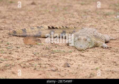 Nilkrokodil (Crocodylus niloticus), Einzelperson ruht auf dem Boden, Mpumalanga, Südafrika Stockfoto