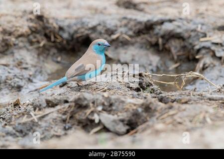 Blauer Wachsbill (Uraeginthus angolensis), ausgewachsenes Männchen, das auf dem Boden steht, Mpumalanga, Südafrika Stockfoto