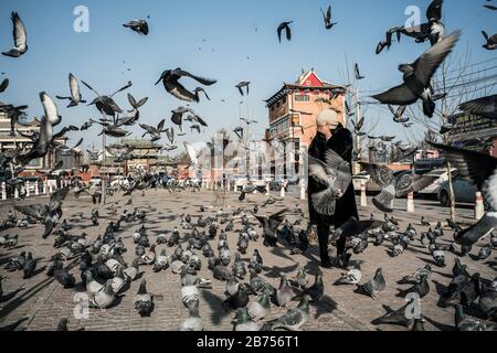 Taubenschar im Gandan Kloster in Ulan Bator. [Automatisierte Übersetzung] Stockfoto