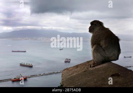 Ein Affe aus Gibraltar am 14.02.2019 auf dem strategisch gesuchten Felsen. Sie sind die einzigen frei lebenden Affen in Europa. Tausende Spanier pendeln täglich von Spanien nach Gibraltar, um an ihren Arbeitsplatz zu kommen. Gibraltar wartet darauf zu sehen, wie Großbritanniens zukünftiger Austritt aus der Europäischen Union auf Gibraltar wirken könnte. Bei der Brexit-Abstimmung 2016 stimmten 96 Prozent der Einwohner von Gibraltar für den Verbleib des Vereinigten Königreichs in der EU. [Automatisierte Übersetzung] Stockfoto
