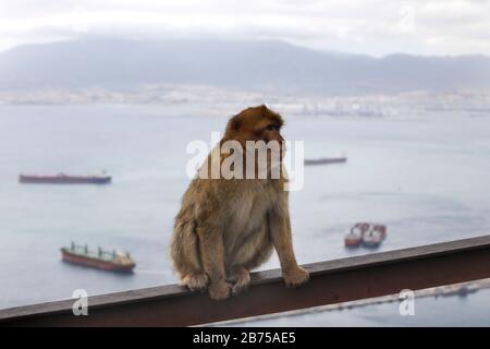 Ein Affe aus Gibraltar am 14.02.2019 auf dem strategisch gesuchten Felsen. Sie sind die einzigen frei lebenden Affen in Europa. Tausende Spanier pendeln täglich von Spanien nach Gibraltar, um an ihren Arbeitsplatz zu kommen. Gibraltar wartet darauf zu sehen, wie Großbritanniens zukünftiger Austritt aus der Europäischen Union auf Gibraltar wirken könnte. Bei der Brexit-Abstimmung 2016 stimmten 96 Prozent der Einwohner von Gibraltar für den Verbleib Großbritanniens in der EU. [Automatisierte Übersetzung] Stockfoto