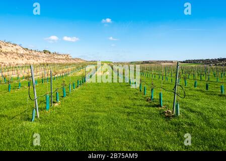 Februar 2020 - Belianes-Preixana, Spanien. Eine junge Olivenplantage. Stockfoto