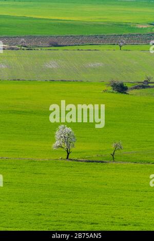 Februar 2020 - Belianes-Preixana, Spanien. Felder von Belianes-Preixana an einem sonnigen Wintertag. Im Vordergrund stehen zwei Mandelbäume. Stockfoto