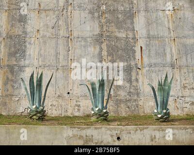 Agave Americana. Tarifa, Provinz Cádiz, Andalusien, Spanien. Stockfoto