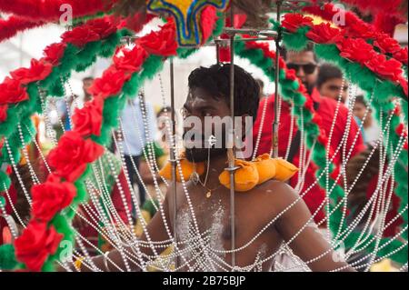 31.01.2018, Singapur, Republik Singapur, Asien - die Haut eines verschleppten Hinduismus wird am Oberkörper mit Haken durchbohrt, während er sich im Sri Srinivasa Perumal Tempel in Kleinindien auf den Festzug am Thaipusam vorbereitet, Das zum Sri-Thendayuthapani-Tempel führt, 4 km entfernt in der Tankstraße. Während der Prozession tragen viele der männlichen Anhänger einen sogenannten Kavadi, der mit Haken und Spießen durch die Haut an verschiedenen Körperteilen wie Rücken und Brust durchbohrt wird. [Automatisierte Übersetzung] Stockfoto