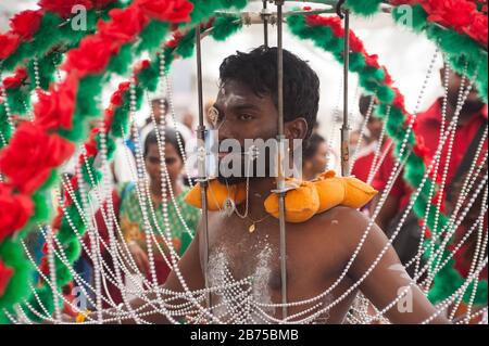 31.01.2018, Singapur, Republik Singapur, Asien - die Haut eines verschleppten Hinduismus wird am Oberkörper mit Haken durchbohrt, während er sich im Sri Srinivasa Perumal Tempel in Kleinindien auf den Festzug am Thaipusam vorbereitet, Das zum Sri-Thendayuthapani-Tempel führt, 4 km entfernt in der Tankstraße. Während der Prozession tragen viele der männlichen Anhänger einen sogenannten Kavadi, der mit Haken und Spießen durch die Haut an verschiedenen Körperteilen wie Rücken und Brust durchbohrt wird. [Automatisierte Übersetzung] Stockfoto