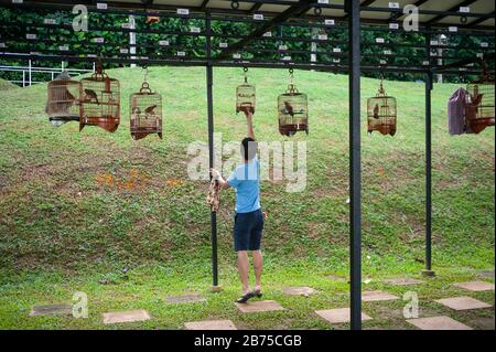 02.12.2018, Singapur, Republik Singapur, Asien - EIN junger Vogelliebhaber hängt einen seiner Vogelkäfige in der Kebun Baru Bird Corner in Ang Mo Kio Town Garden West auf. [Automatisierte Übersetzung] Stockfoto
