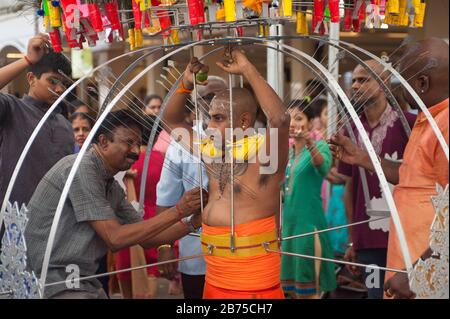 31.01.2018, Singapur, Republik Singapur - die Haut eines verschleppten Hinduismus wird am Oberkörper mit Speeren durchbohrt, während er sich im Sri Srinivasa Perumal Tempel in Little India auf die Prozession auf dem Thaipusam-Festival vorbereitet. Das zum Sri-Thendayuthapani-Tempel führt, 4 km entfernt in der Tankstraße. Während der Prozession tragen viele der männlichen Anhänger einen sogenannten Kavadi, der mit Haken und Spießen durch die Haut an verschiedenen Körperteilen wie Rücken und Brust durchbohrt wird. [Automatisierte Übersetzung] Stockfoto