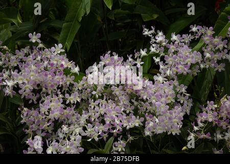 Pinkfarbene und weiße Orchideen im nationalen Orchideengarten der Botanischen Gärten von Singapur. Stockfoto