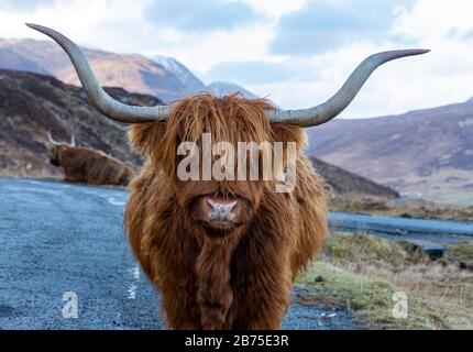 Schöne Highland Cow Stockfoto