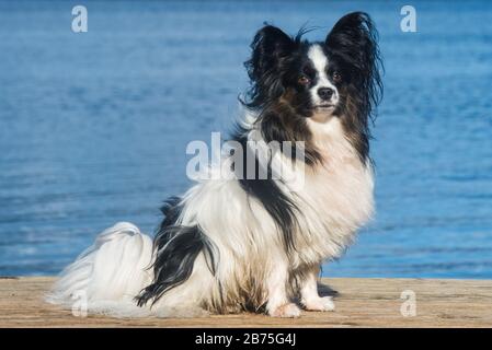 Papillon Hund weiß und brindligen Mantel an der Küste Stockfoto