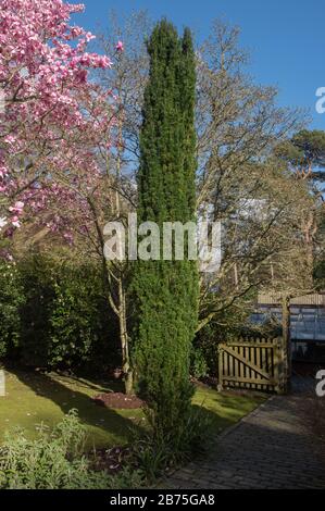 Frühlingslaub eines immergrünen irischen Eibenbaums (Taxus baccata "Fastigiata"), der in einem Garten im ländlichen Cornwall, England, Großbritannien wächst Stockfoto