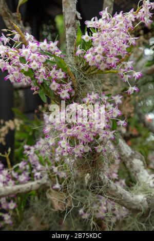 Orchideen auf einem Ast. Stockfoto
