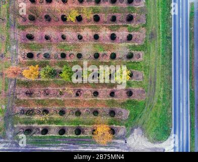 Ein Luftbild zeigt eine Baumschule im Herbst, bunte Blätter liegen am Boden, am 09.11.2017 rechts eine Straße. [Automatisierte Übersetzung] Stockfoto