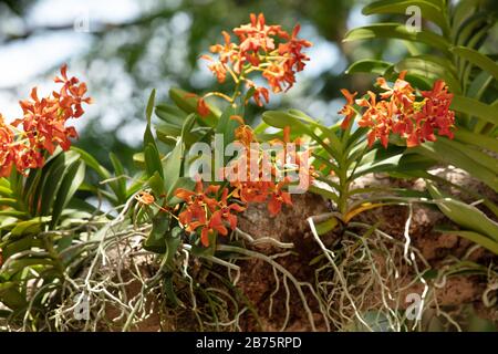 Orchideen, die an Baumzweigen im National Orchid Garden von Singapur zu sehen sind. Stockfoto