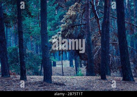 Heller Blick in den nächtlichen Pinienwald zerbrochene Oberteile hoher Bäume eine aufregende und mysteriöse Atmosphäre Stockfoto