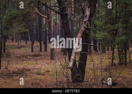 Kiefernbruch in einem mysteriösen Wald um jeden herum ist sehr schön und aufregend Stockfoto