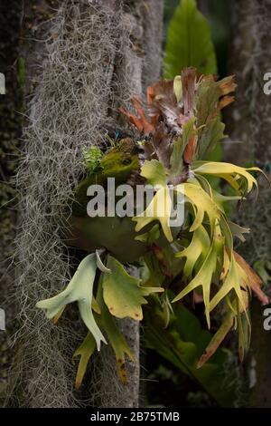 Staghorn-Farne sahen, wie sie auf Baumzweigen im National Orchid Garden von Singapur wuchsen. Stockfoto