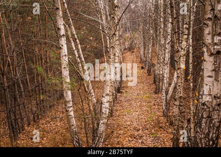 Herbstliche Haine junger Birken und Fichten, die die Natur verzaubern, liegen auf dem Boden nicht umgefallene Blätter Stockfoto