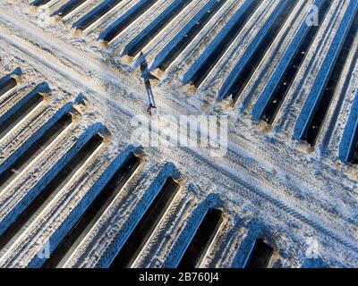 Ein Mann steht am 06.01.2017 in einer verschneiten Straße, die durch schneebedeckte Spargelfelder führt. [Automatisierte Übersetzung] Stockfoto