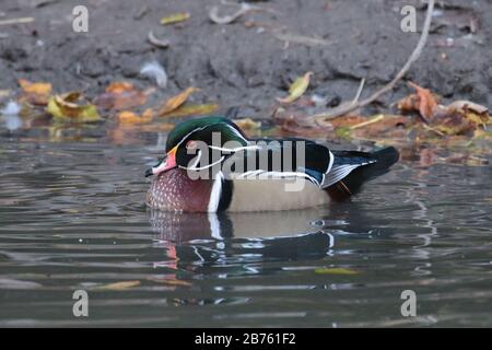 Wood Duck Drake im Fluss im Park Stockfoto