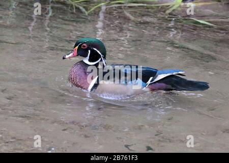 Wood Duck Drake im Fluss im Park Stockfoto