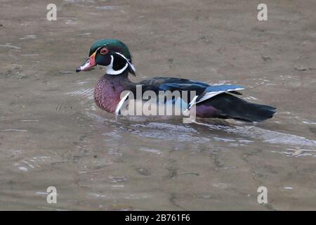 Wood Duck Drake im Fluss im Park Stockfoto