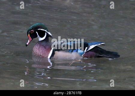 Wood Duck Drake im Fluss im Park Stockfoto