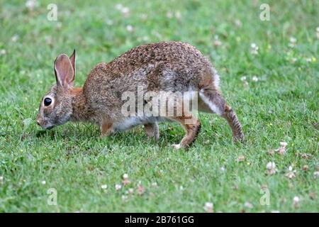 Wilder Hase auf Rasenbeweidung Stockfoto