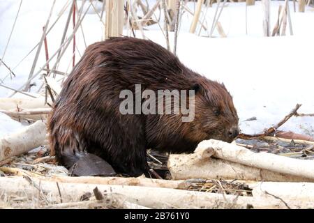 Biber essen im Winter Rinde Stockfoto