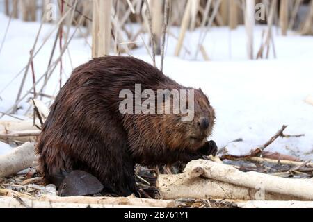 Biber essen im Winter Rinde Stockfoto