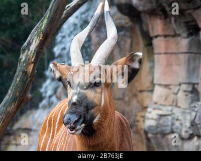 Ostbergbongo mit dem Gesicht im Nahaufnahme. Bedrohte Tierarten aus Kenia in Afrika Stockfoto