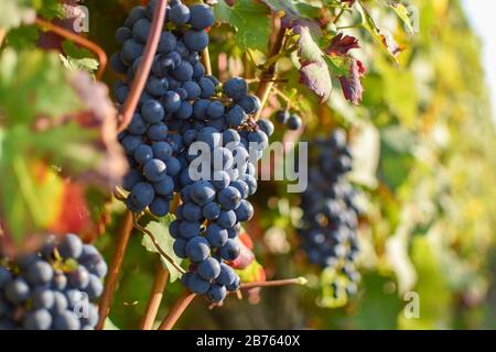 Trauben im Weinberg von Bordeaux bereit zu ernten Stockfoto