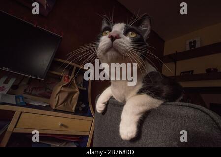 Eine adoptierte Katze blickt über ihre neue Wohnung und bittet um Leckereien. Stockfoto