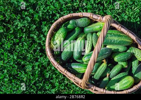 Gurken in einem Korbkorb auf grünem Gras Stockfoto