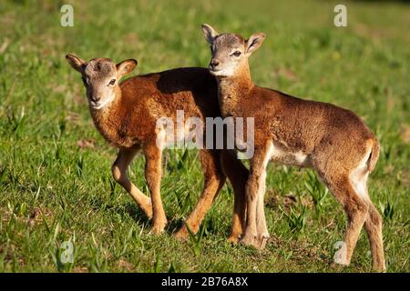 Kleine junge Mouflons, die im Frühjahr auf grüner Wiese spazieren Stockfoto