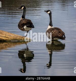 Gänse in Kanada auf dem See - symmetrische Ansicht mit passenden Reflexionen Stockfoto