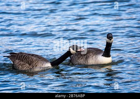 Nahaufnahme von zwei Gänsen in Kanada, die auf dem See schwimmen - eine aggressive Honing-Anzeige Stockfoto