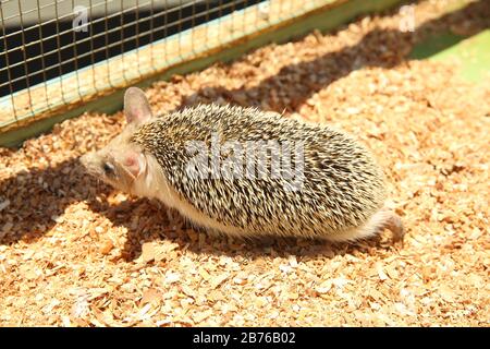 Der europäische Igel geriet in eine Falle, die für einen Nagetier wie eine Ratte bestimmt war. Geschärfter Igel in einem Käfig festgeklemmt. Stockfoto