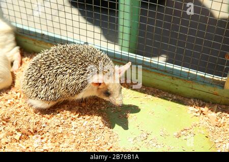 Der europäische Igel geriet in eine Falle, die für einen Nagetier wie eine Ratte bestimmt war. Geschärfter Igel in einem Käfig festgeklemmt. Stockfoto